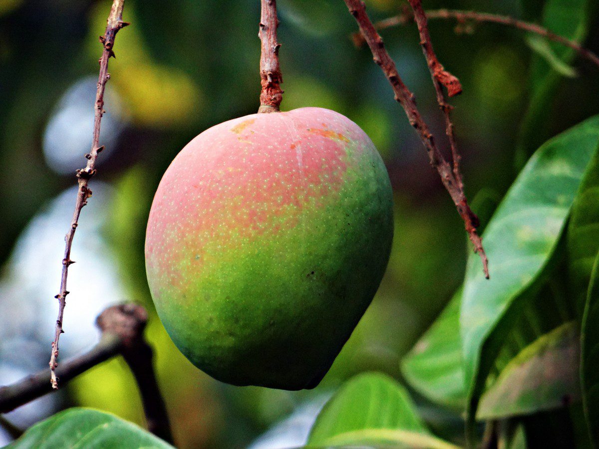 is ripe mango good for dogs