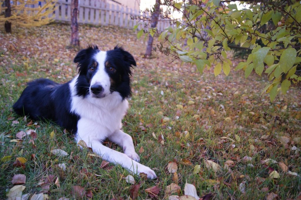 Dog for Epileptics