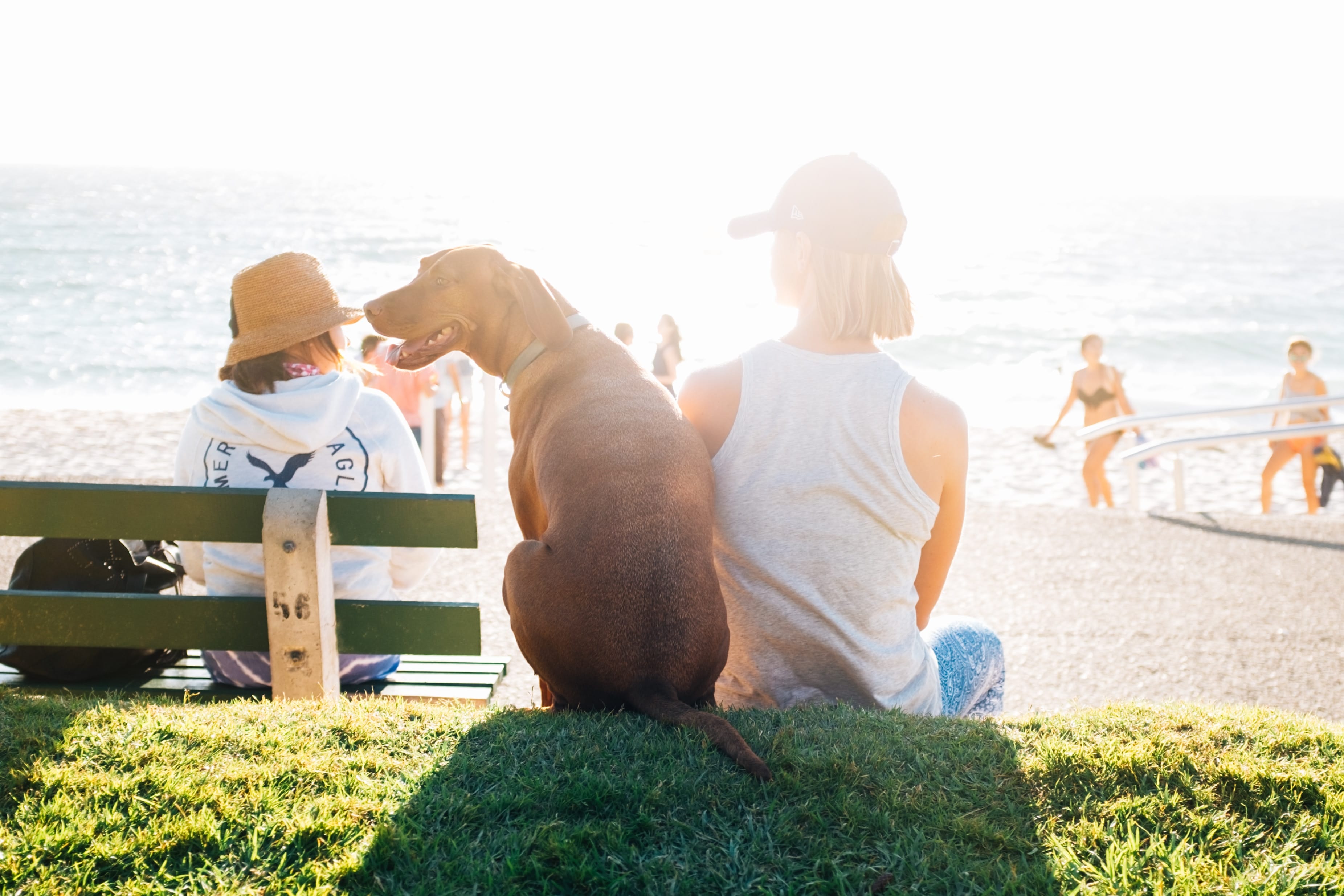 Enjoy the Sizzle of Pet Friendly Vacations Right Here in the U.S