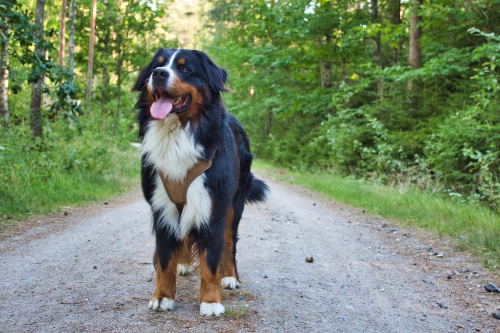 Service Dog for the Blind