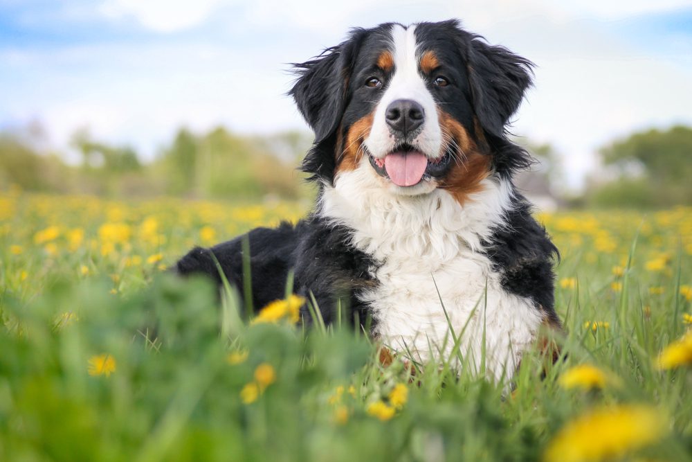 do bernese mountain dogs make good therapy dogs