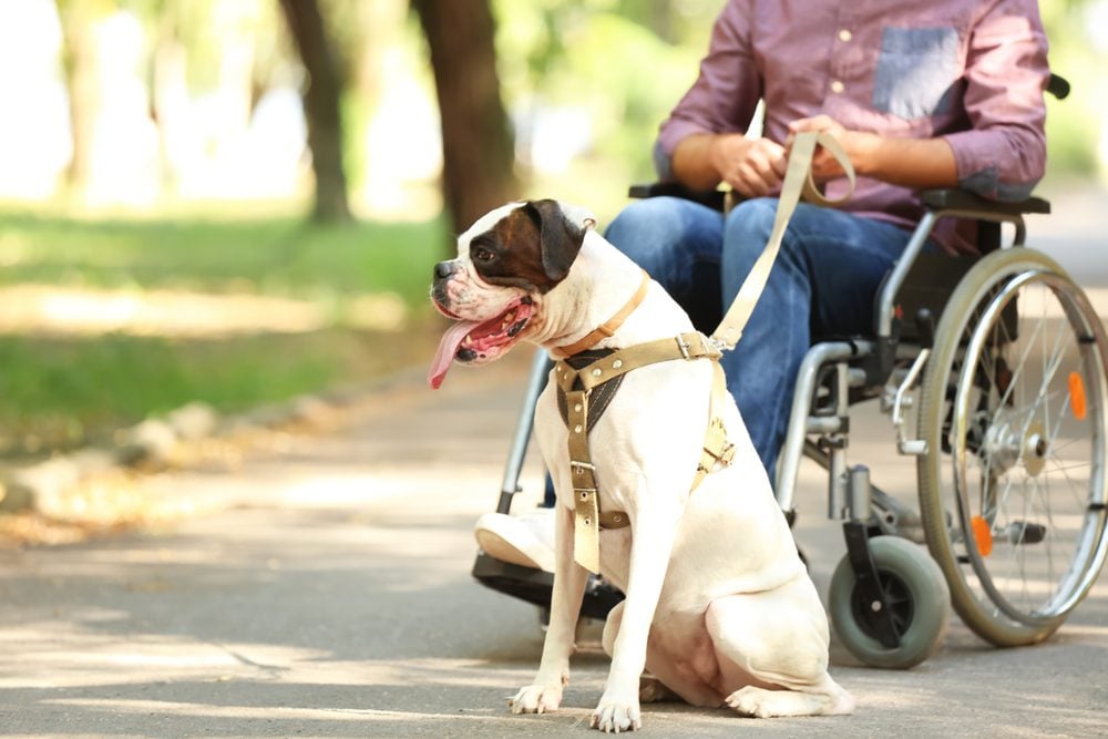 boxer service dog assisting handler in wheelchair