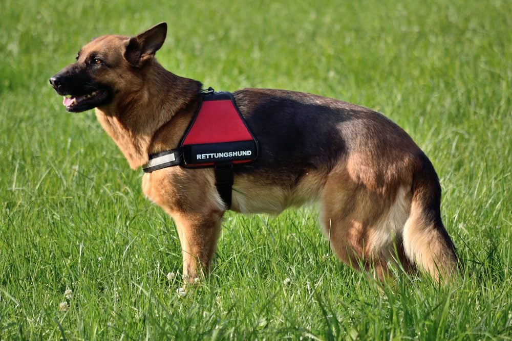 German shepherd best sale therapy dog