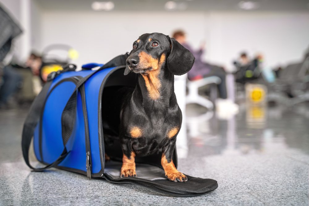 dachshund with a blue pet carrier