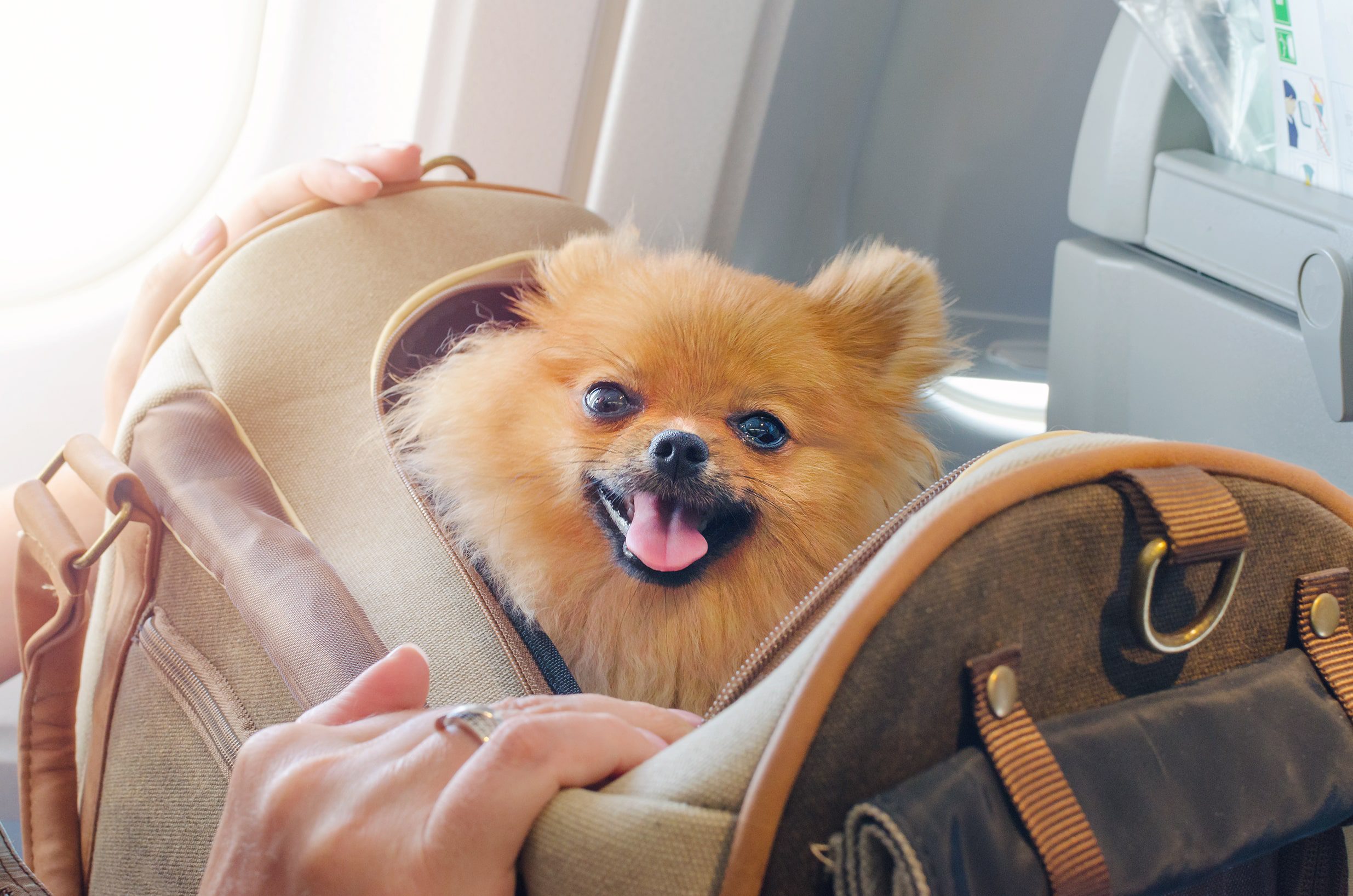 a dog in an aircraft carry bag