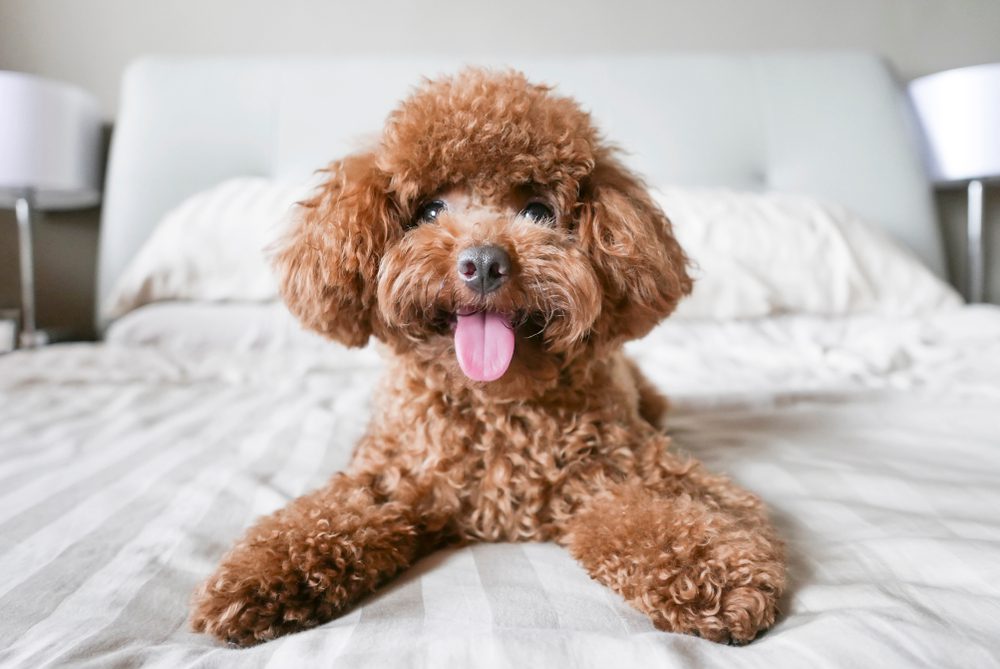 toy poodle sitting on the bed