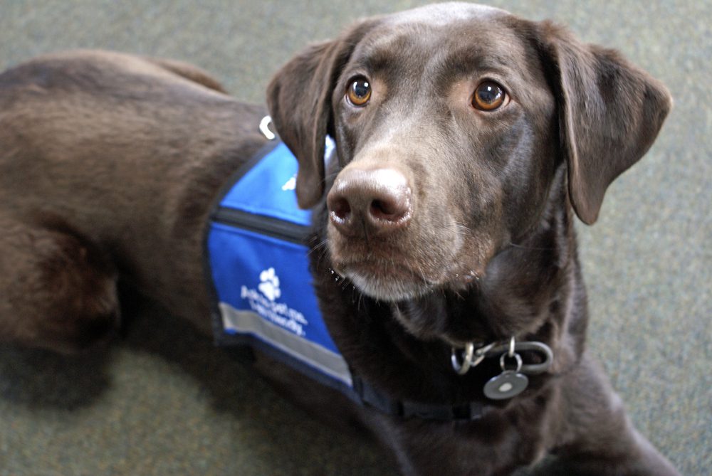 black lab service dog