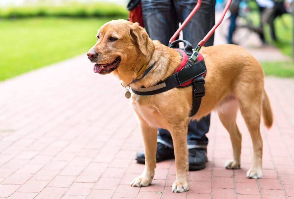 do golden retrievers make good service dogs?