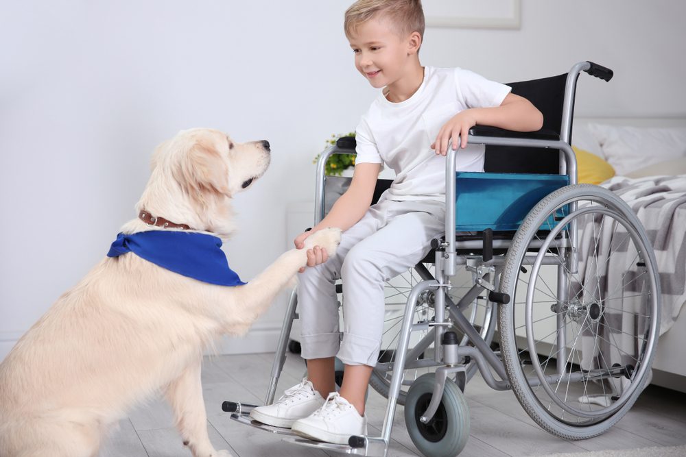 boy wheelchair service dog indoors