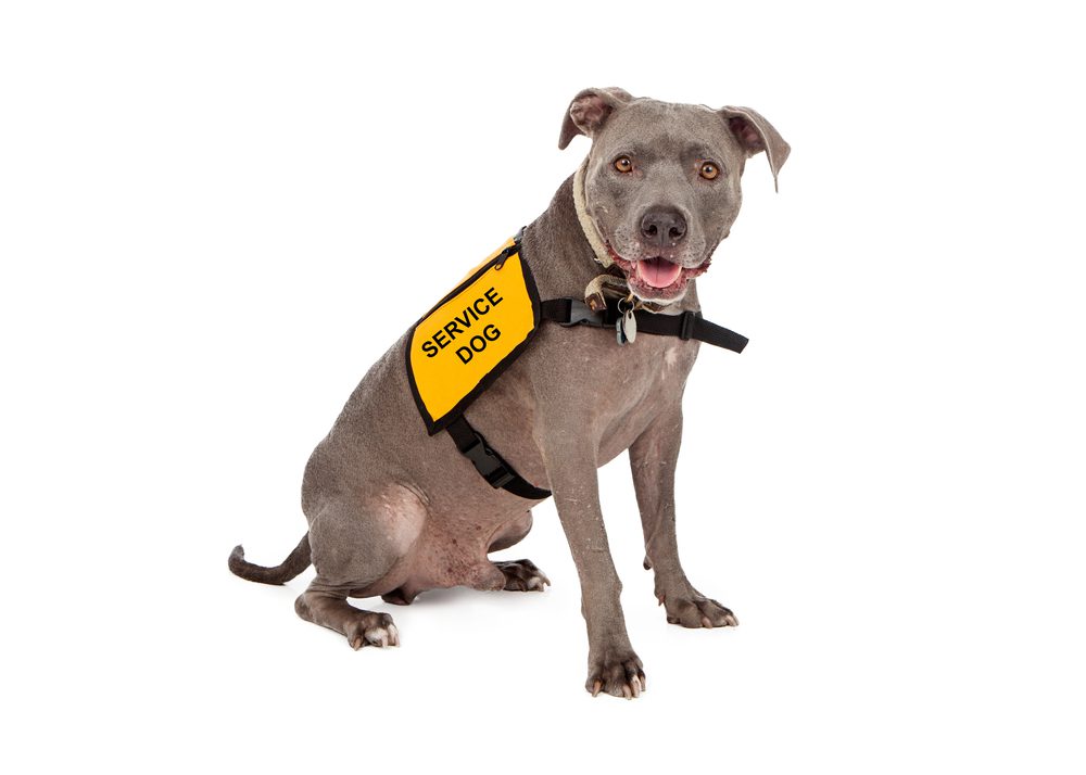 happy pitbull in yellow service dog vest