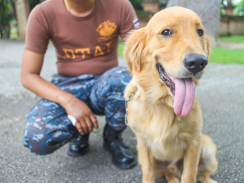 The Best Service Dog Training in Maryland