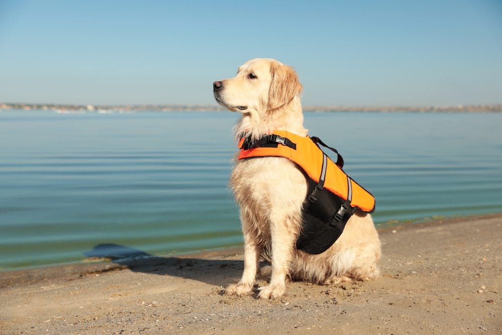 Dog rescuer in life vest on beach near river