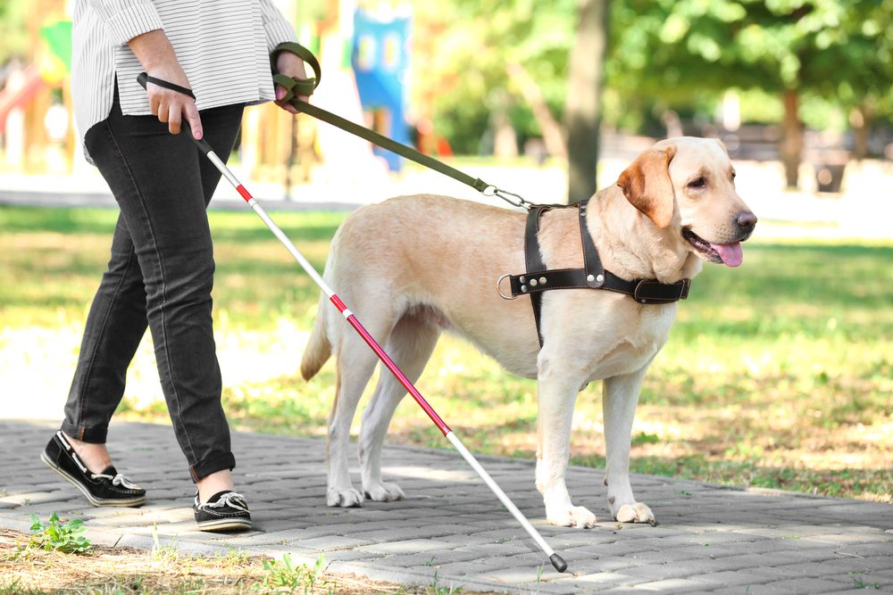 Guide dog helping blind woman in park