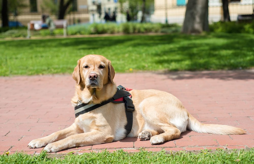 The Best Service Dog Training in Oregon