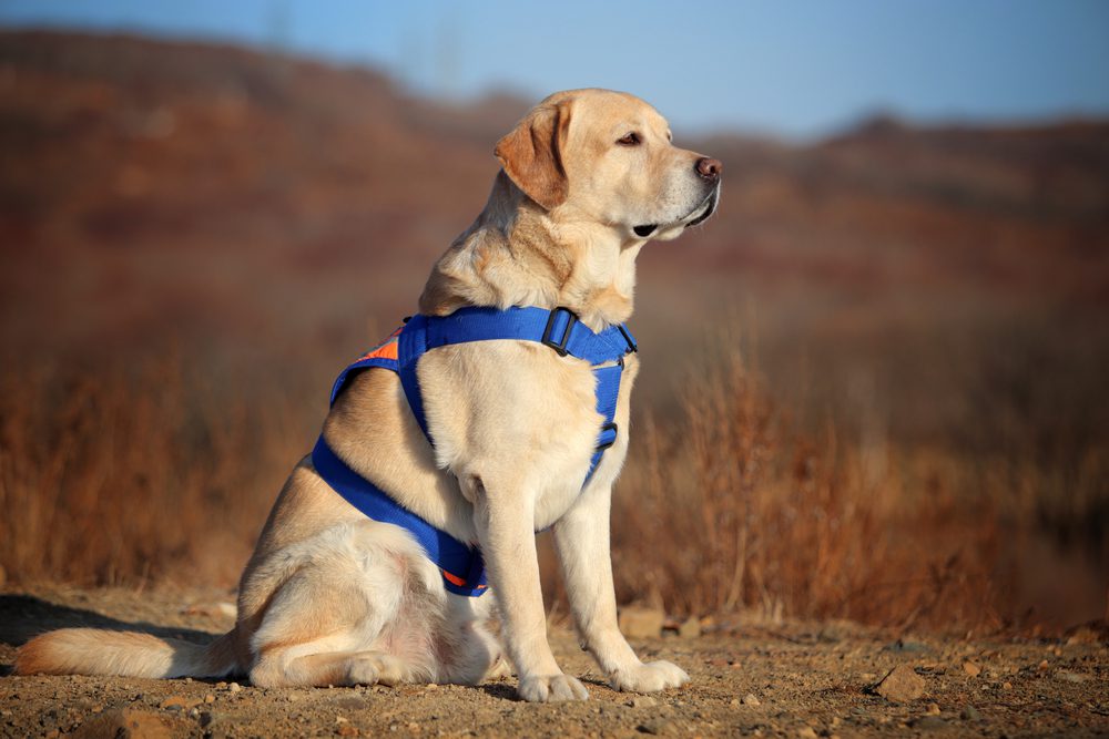 Labrador Retriever dog sitting outdoor