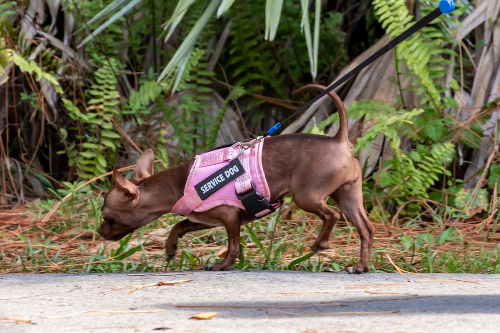 chihuahua being walked on a sidewalk