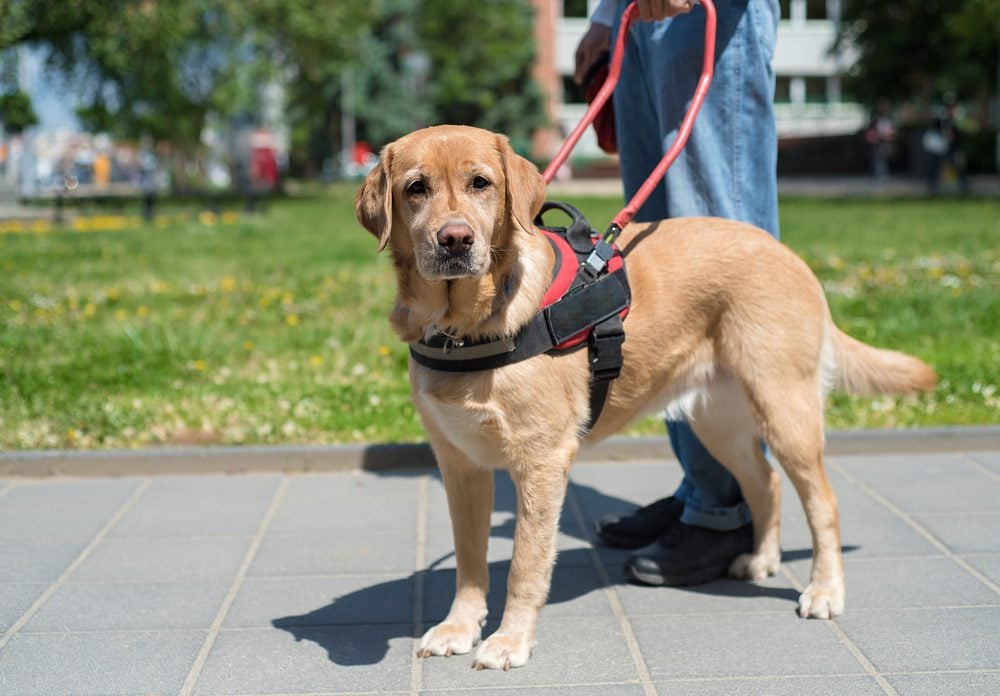 how to train a service dog for hearing impaired