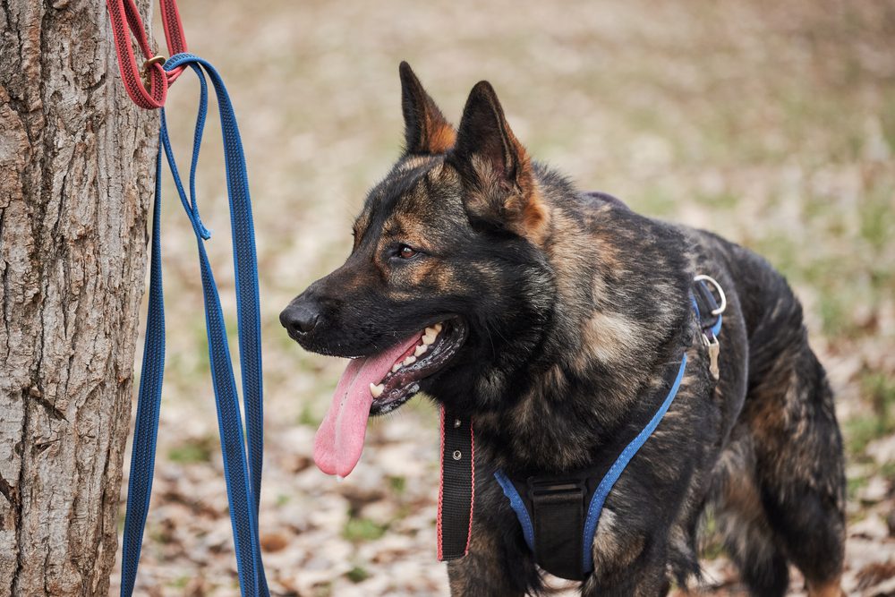 Service German Shepherd