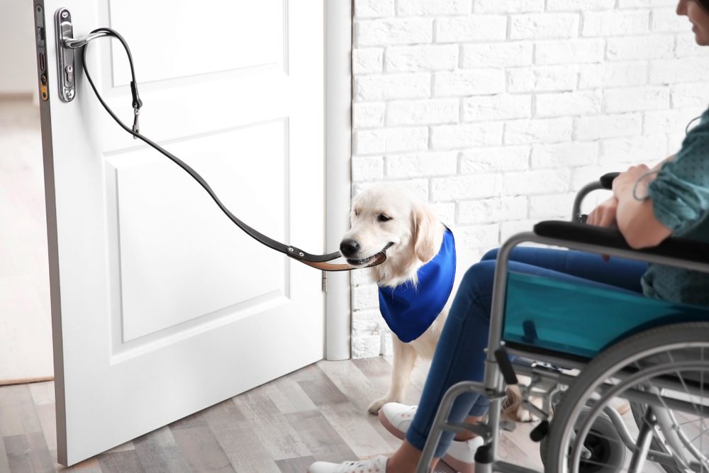 Service dog opening a door for a woman in a wheelchair