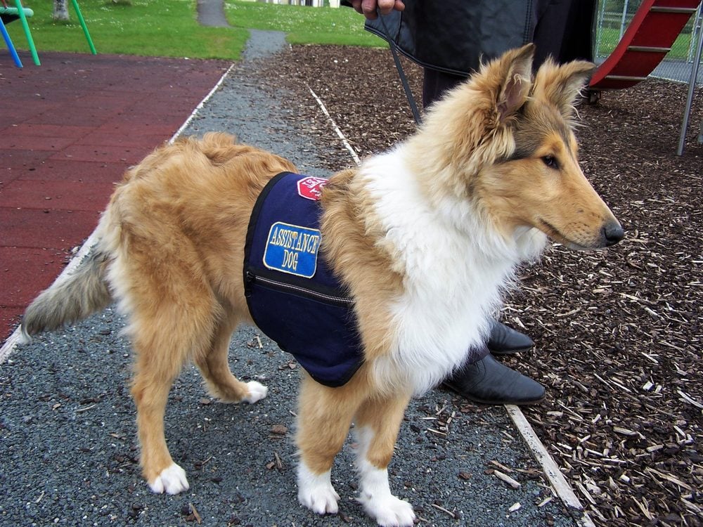a collie wearing an assistance dog vest at a playground
