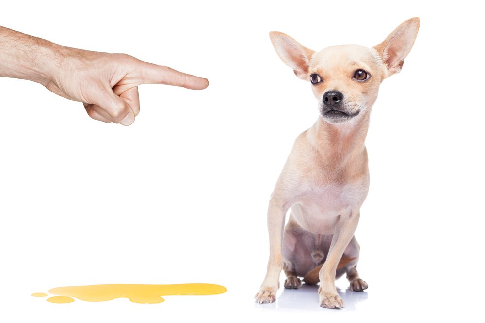 a finger points at a chihuahua sitting next to a puddle of urine