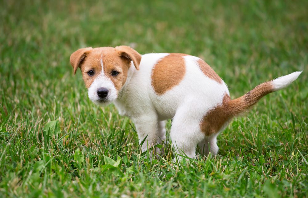 a jack russell terrier puppy goes potty in the grass