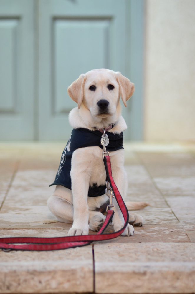 a sitting yellow labrador puppy wearing a black vest