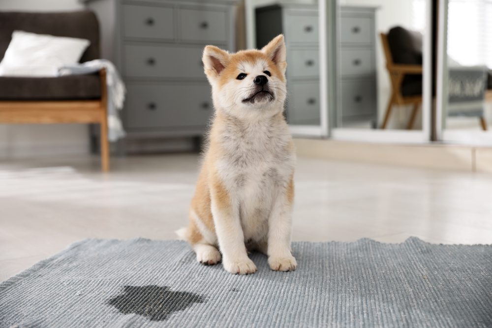 akita inu puppy on pee-stained rug