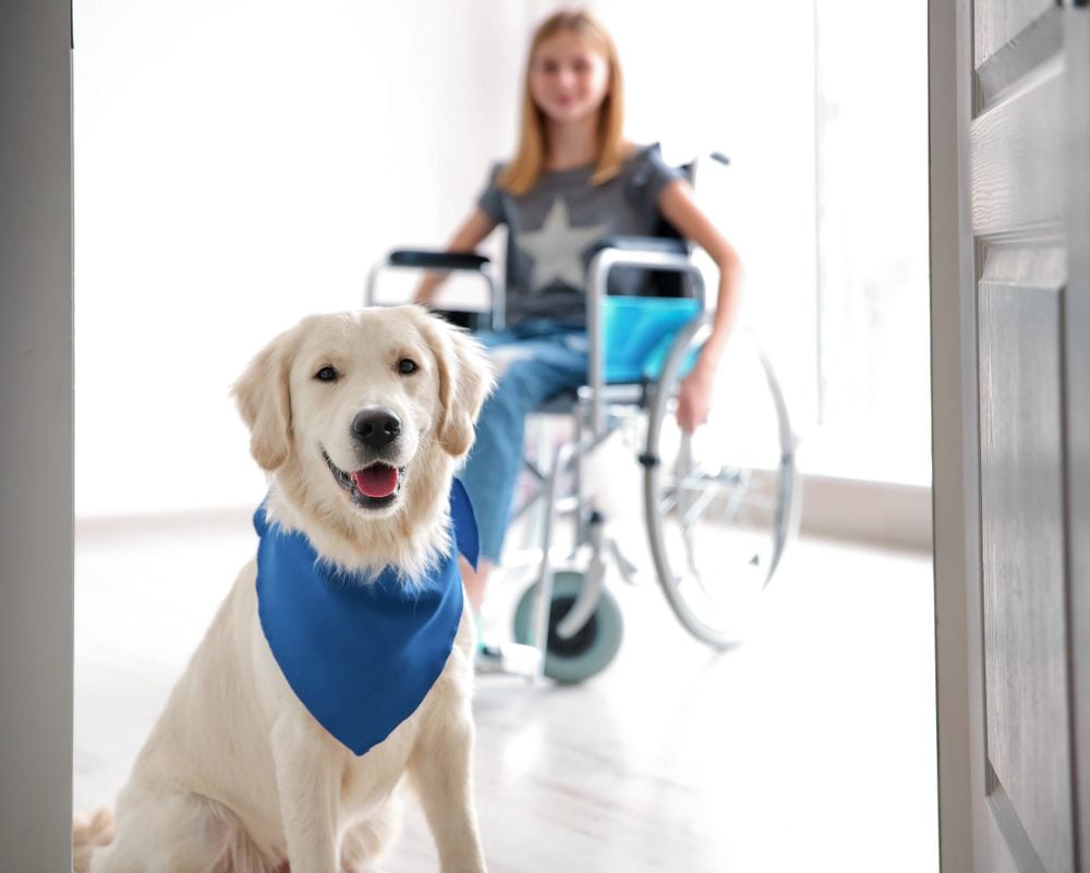 girl in wheelchair with service dog