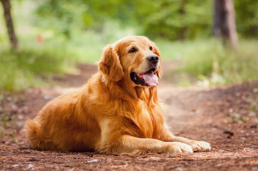 golden retriever sitting in the woods