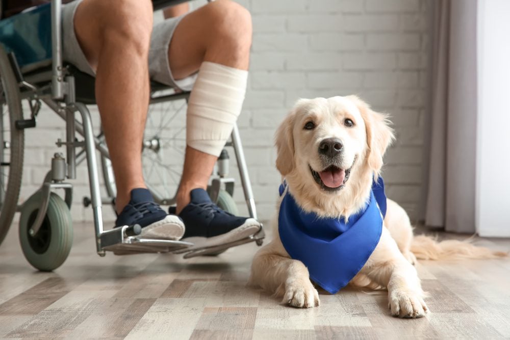 man in wheelchair with service dog