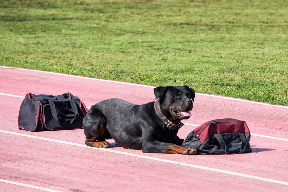 A polive sniffing dog at the training