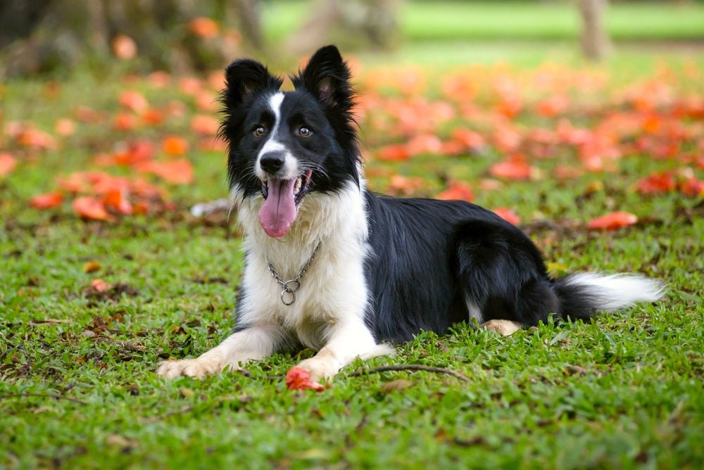 Border Collie laying grass