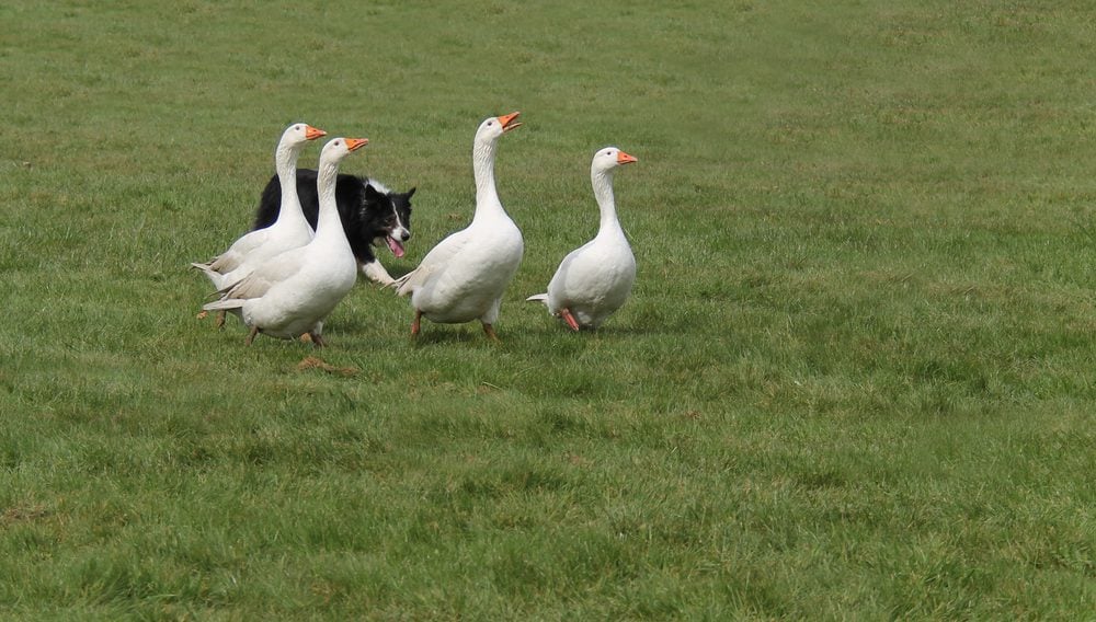 Border collie herding four geese