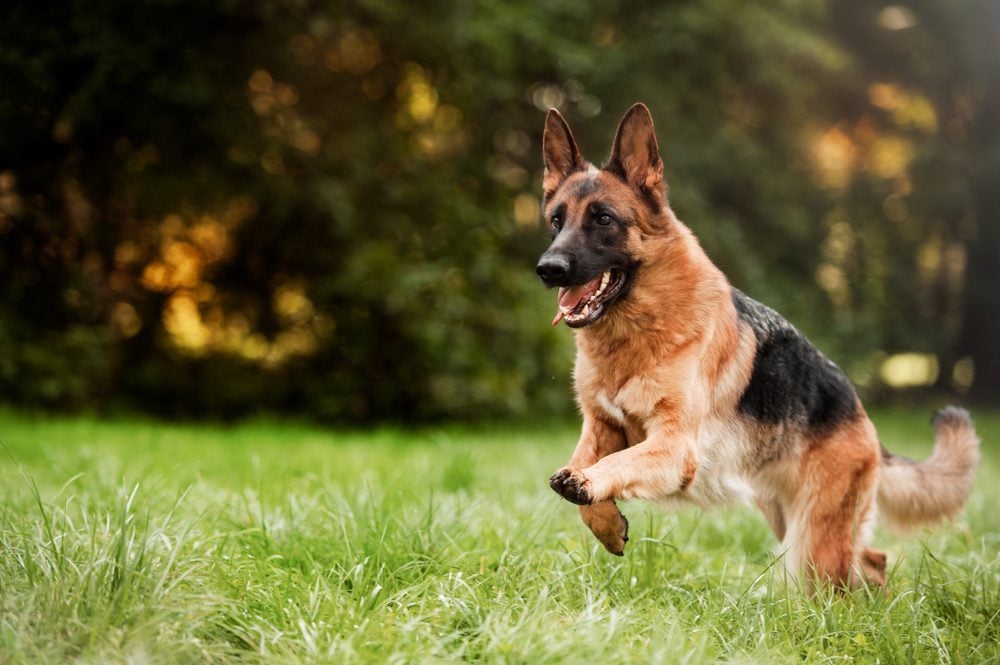 can german shepherds sense fear