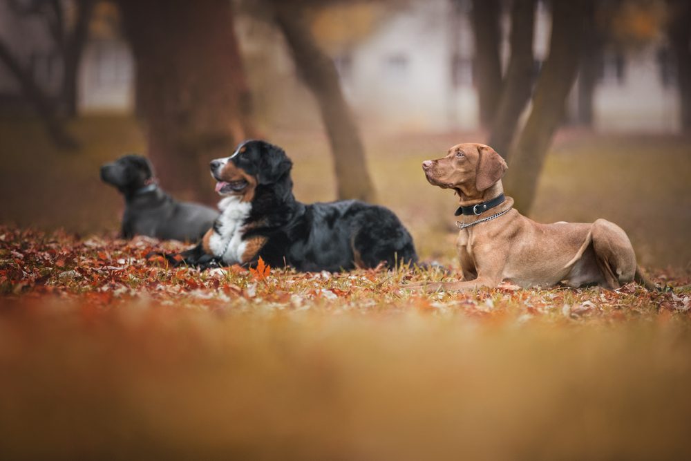 Group of dogs at the training lesson