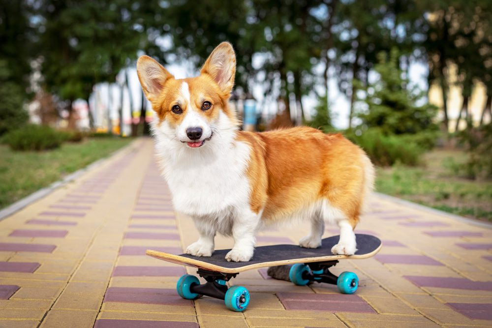 a Corgi standing on a skateboard