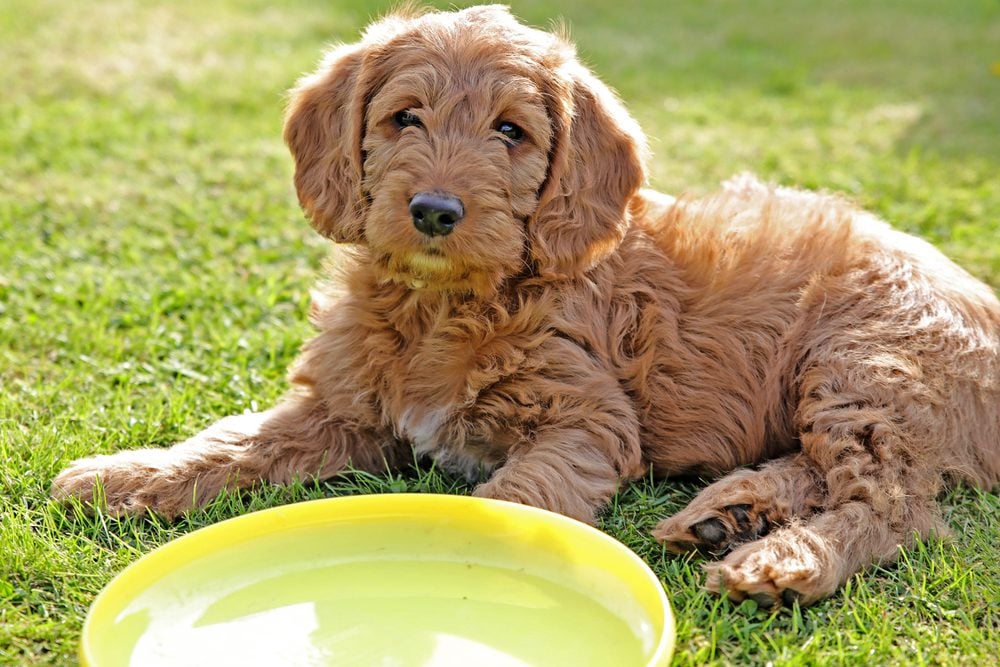 how much should i feed my labradoodle