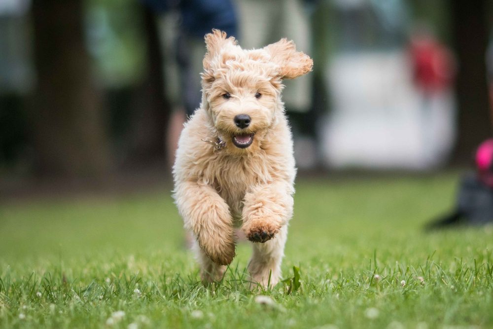 a Labradoodle running