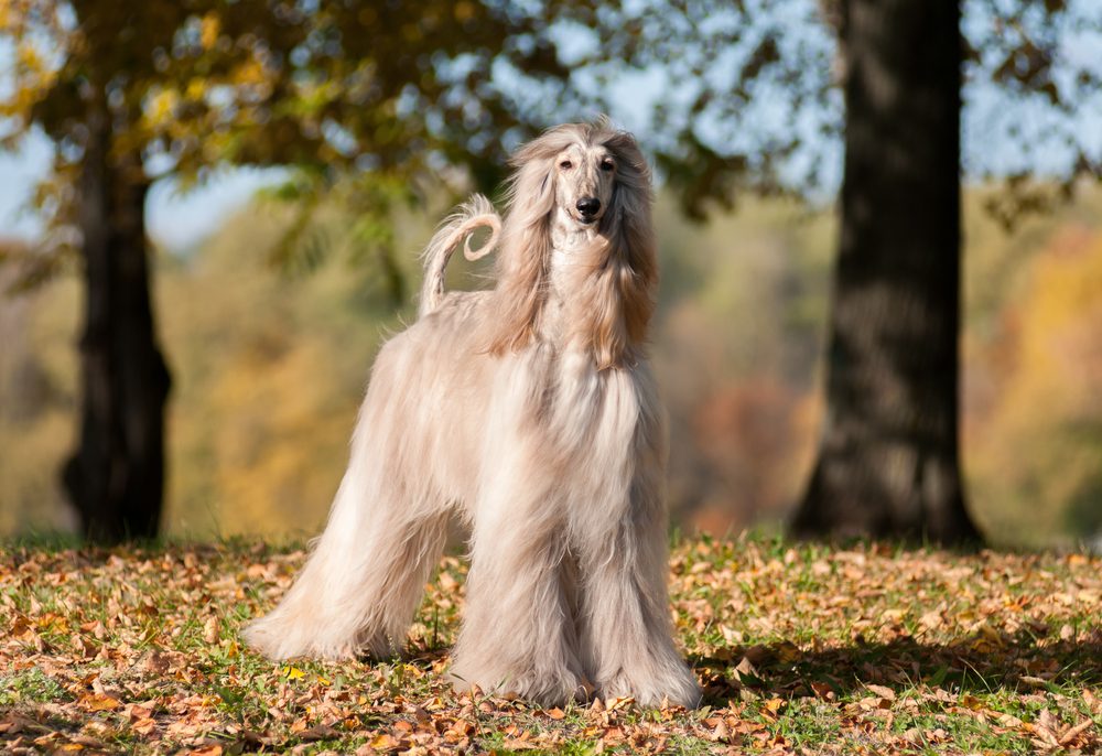 afghan hound standing outside