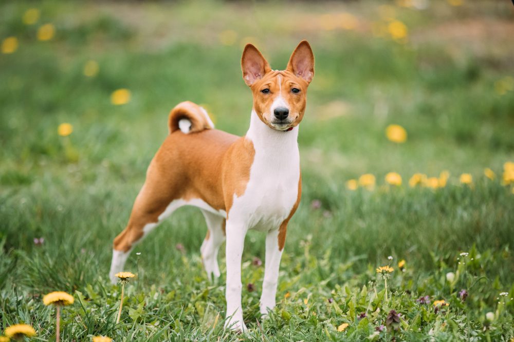 are basenjis dominant dogs