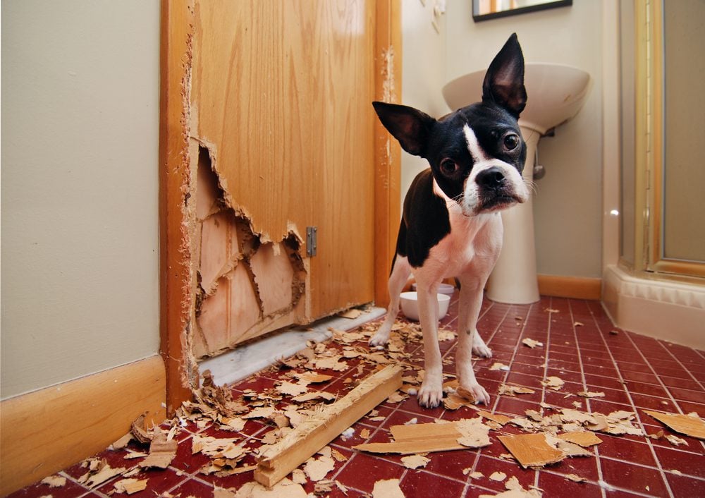 boston terrier near chewed-up door