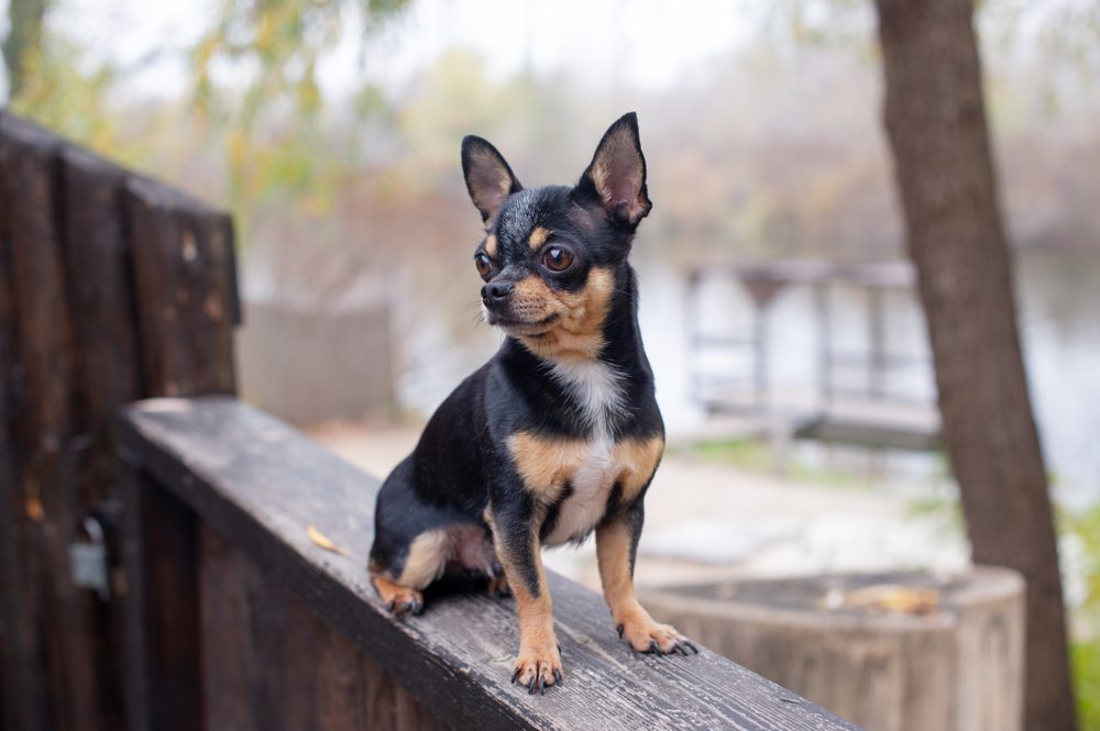 chihuahua sits on fence