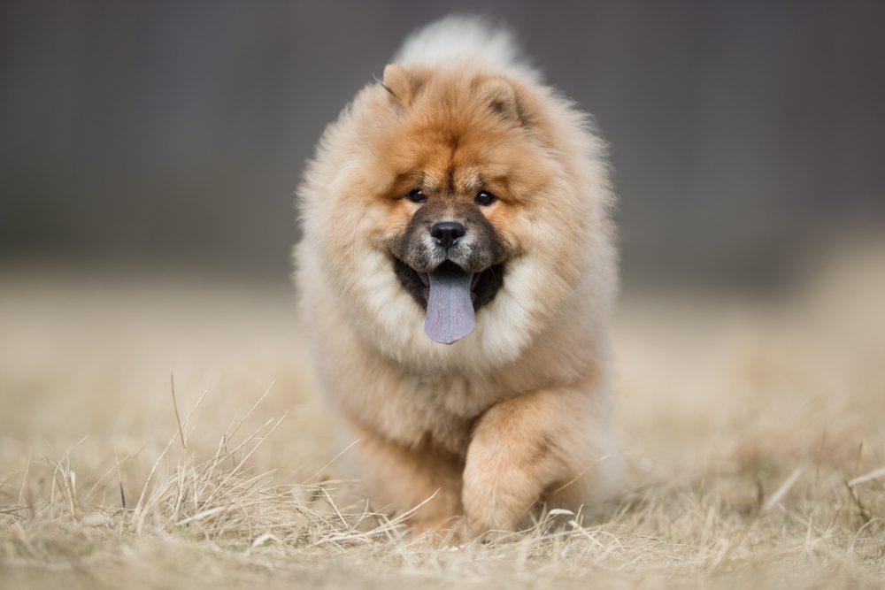 chow chow puppy running
