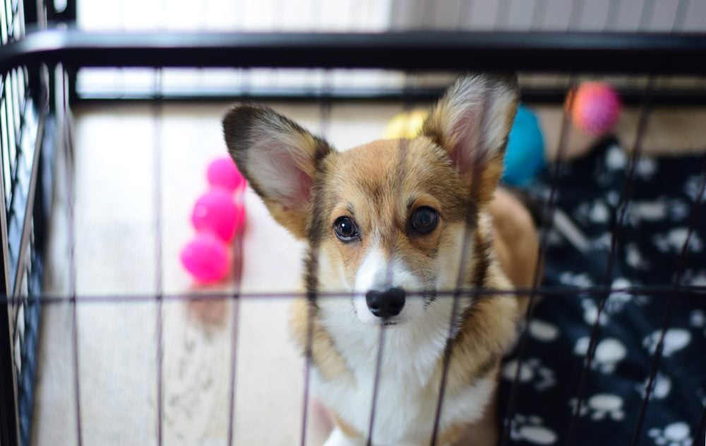 corgi puppy in crate