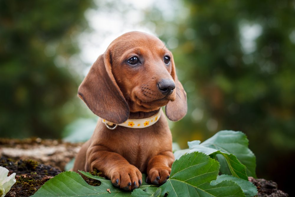 dachshund puppy lays on leaves