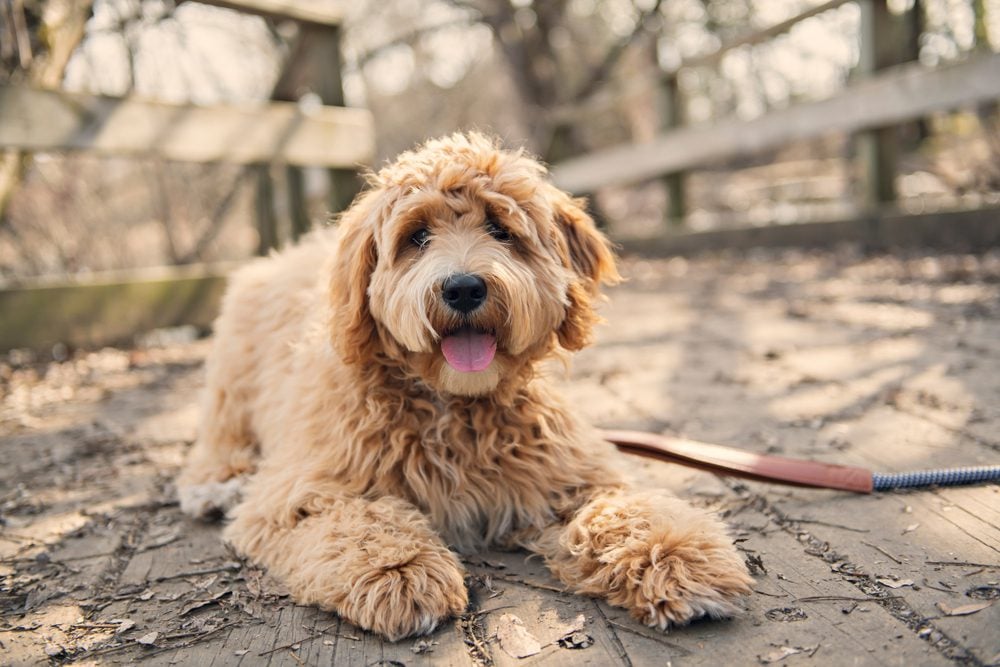 fluffy brown Labradoodle