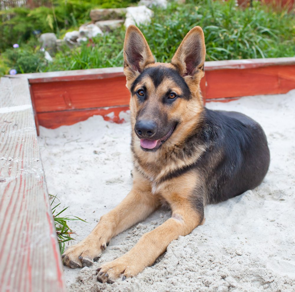 german shepherd lies in sandbox