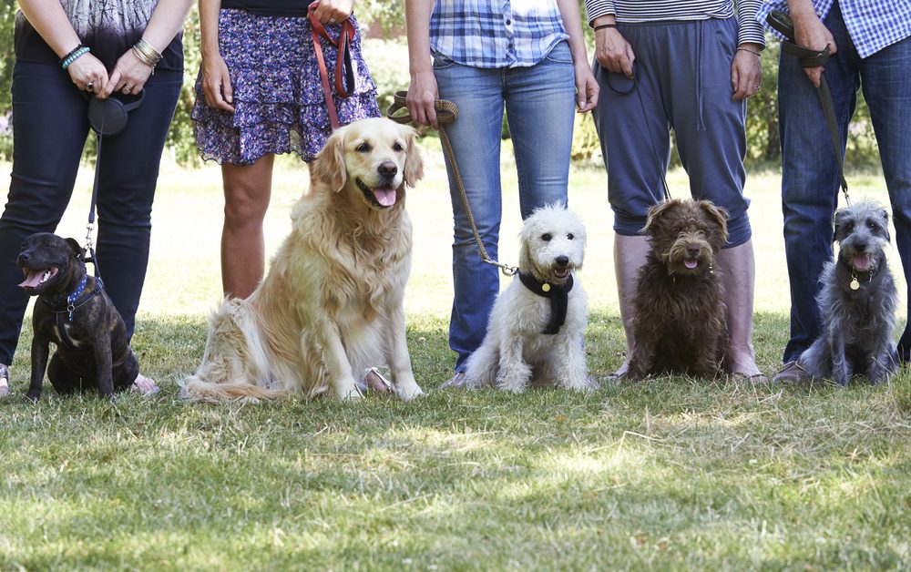 group of dogs in obedience class