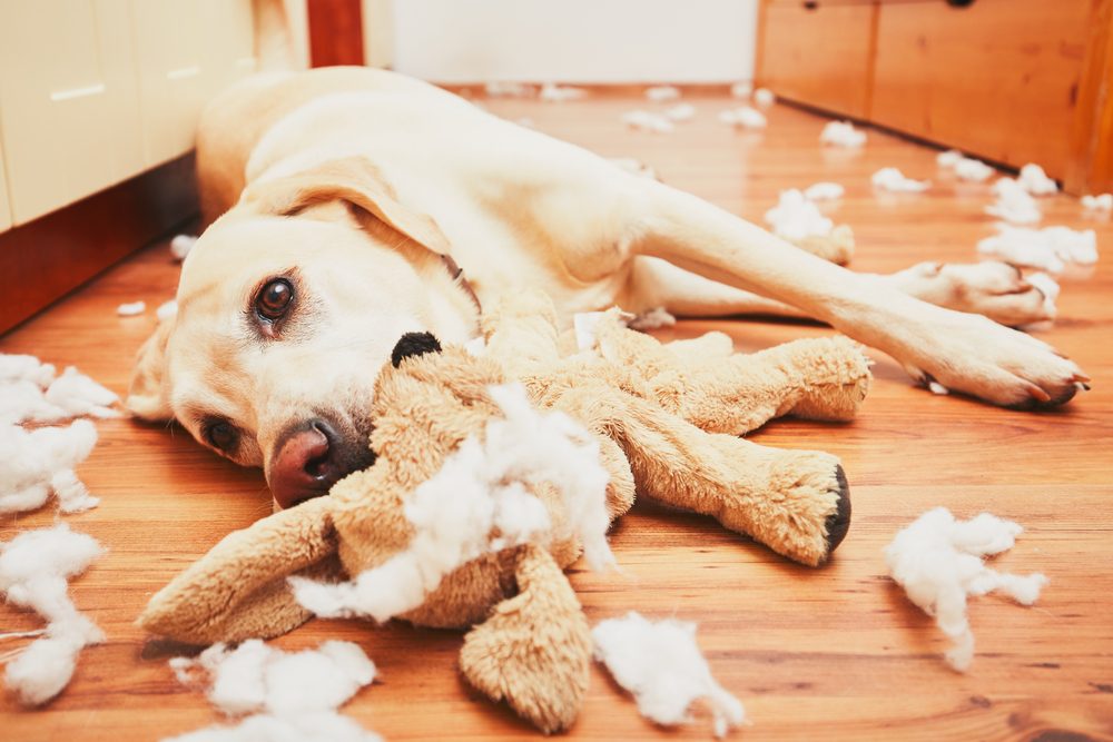 lab surrounded by ripped toy